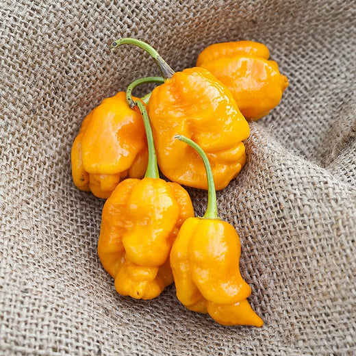 Trinidad Yellow Pepper Seeds