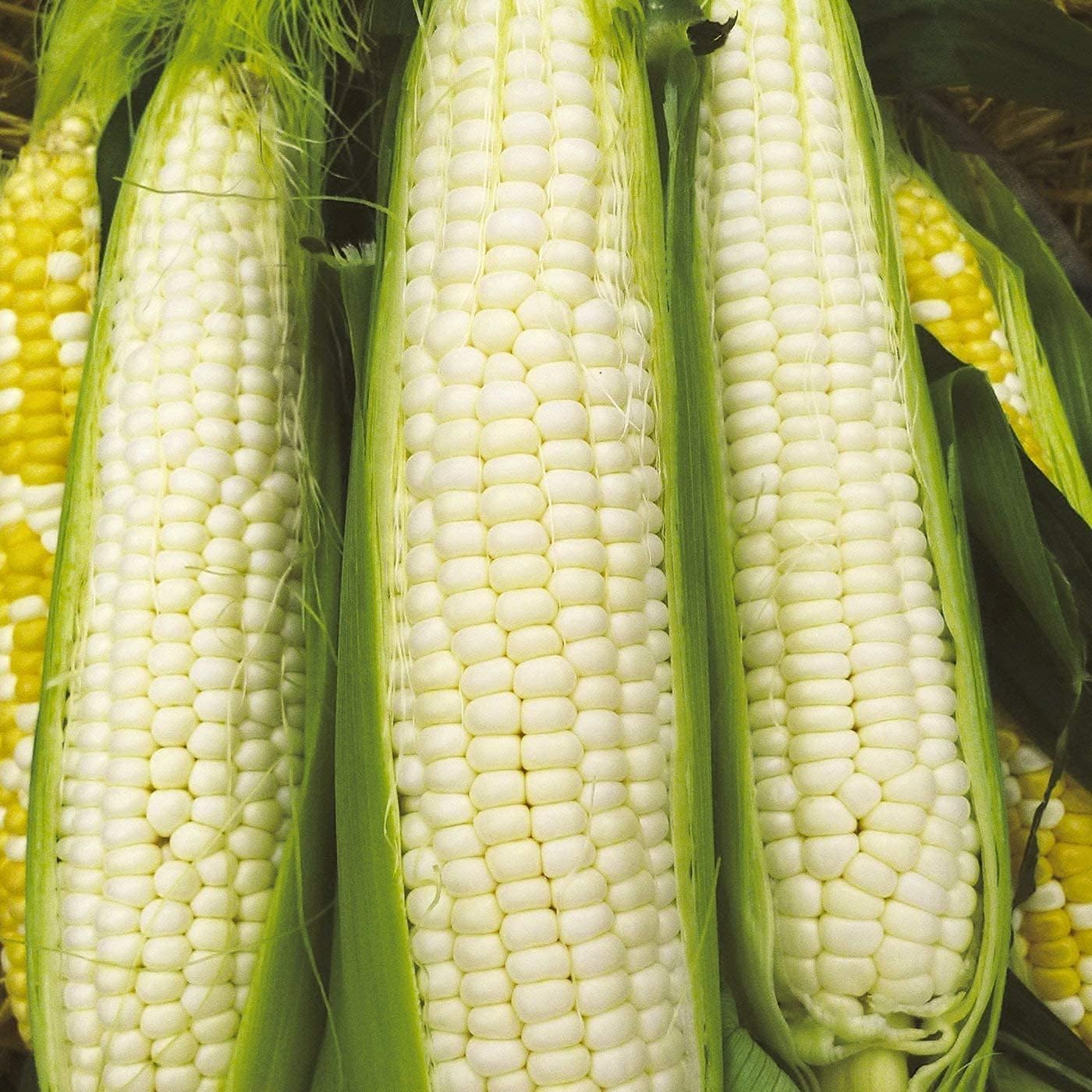 Hybrid Sweet Corn Vegetable Seeds Up to 50% Off
