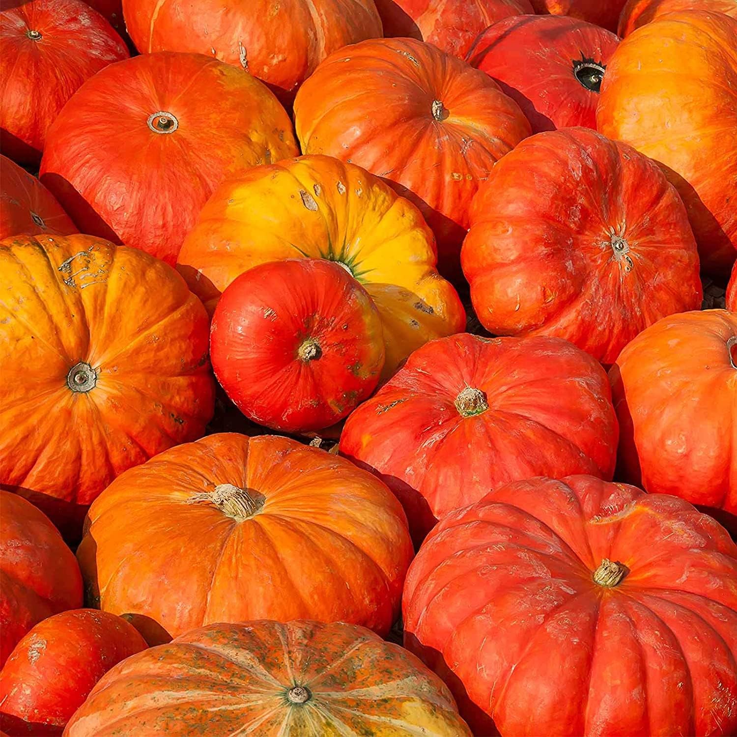 Cinderella Pumpkin Seeds up to 50%