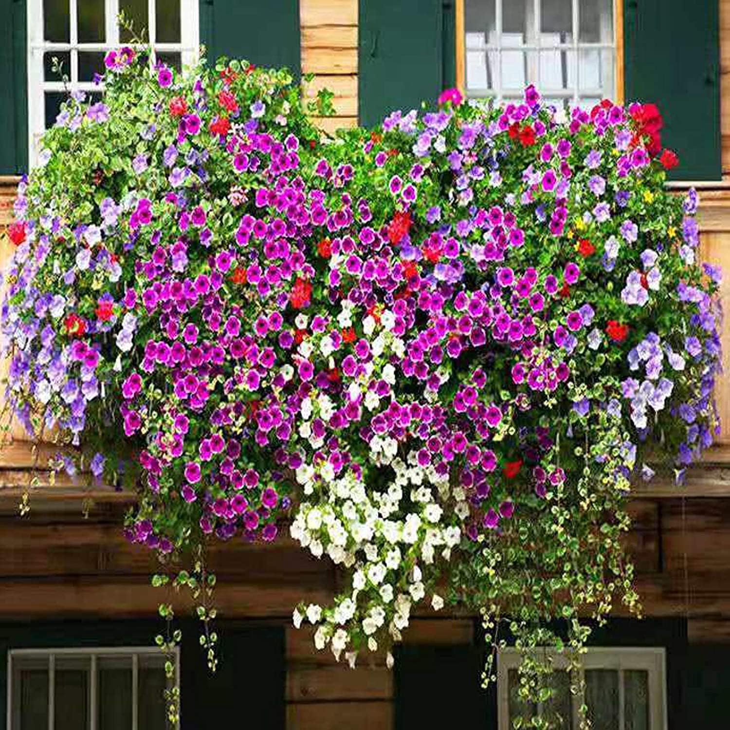 Mixed Petunia Flower Seeds up to 50%