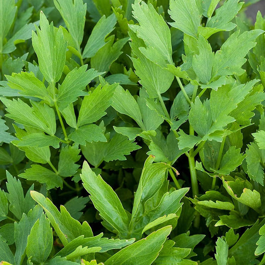 Lovage Seeds
