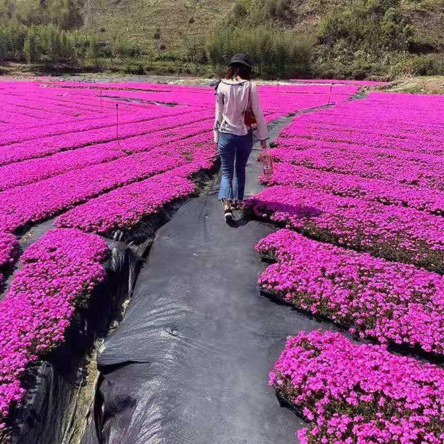 Magic Carpet Thyme Seeds prime day up to 50%