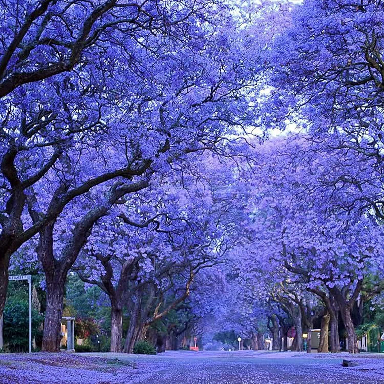 Jacaranda Tree Seeds Up to 50% Off