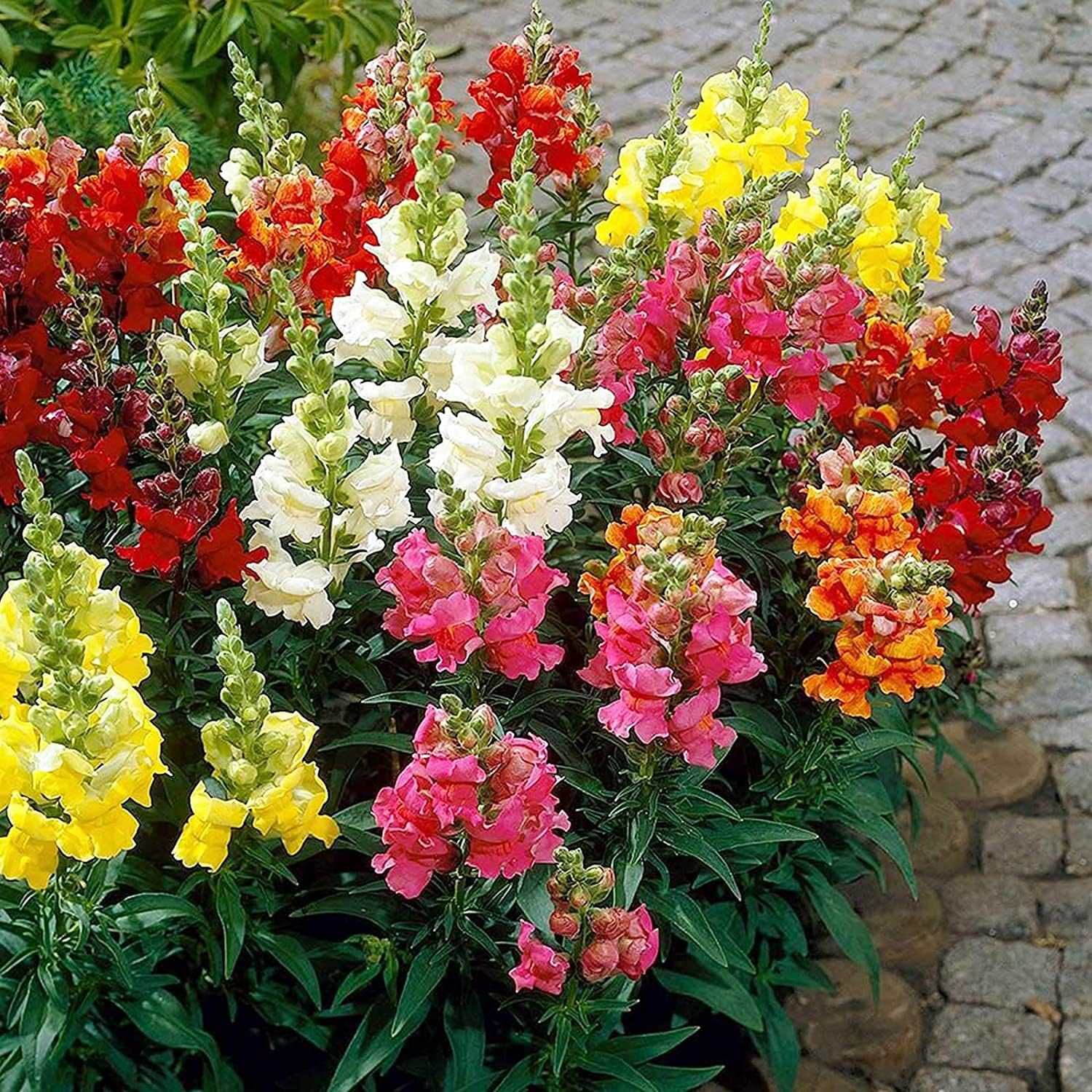 Mixed Snapdragon Flower Seeds up to 50%