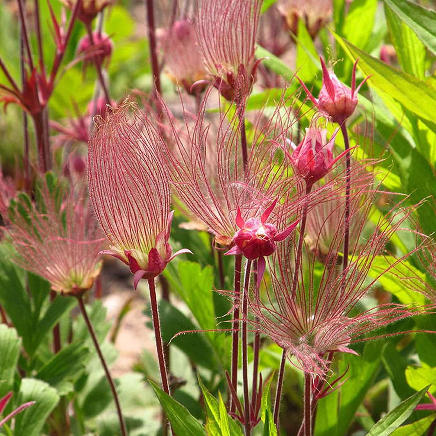 Prairie Smoke Flower Seeds up to 50%