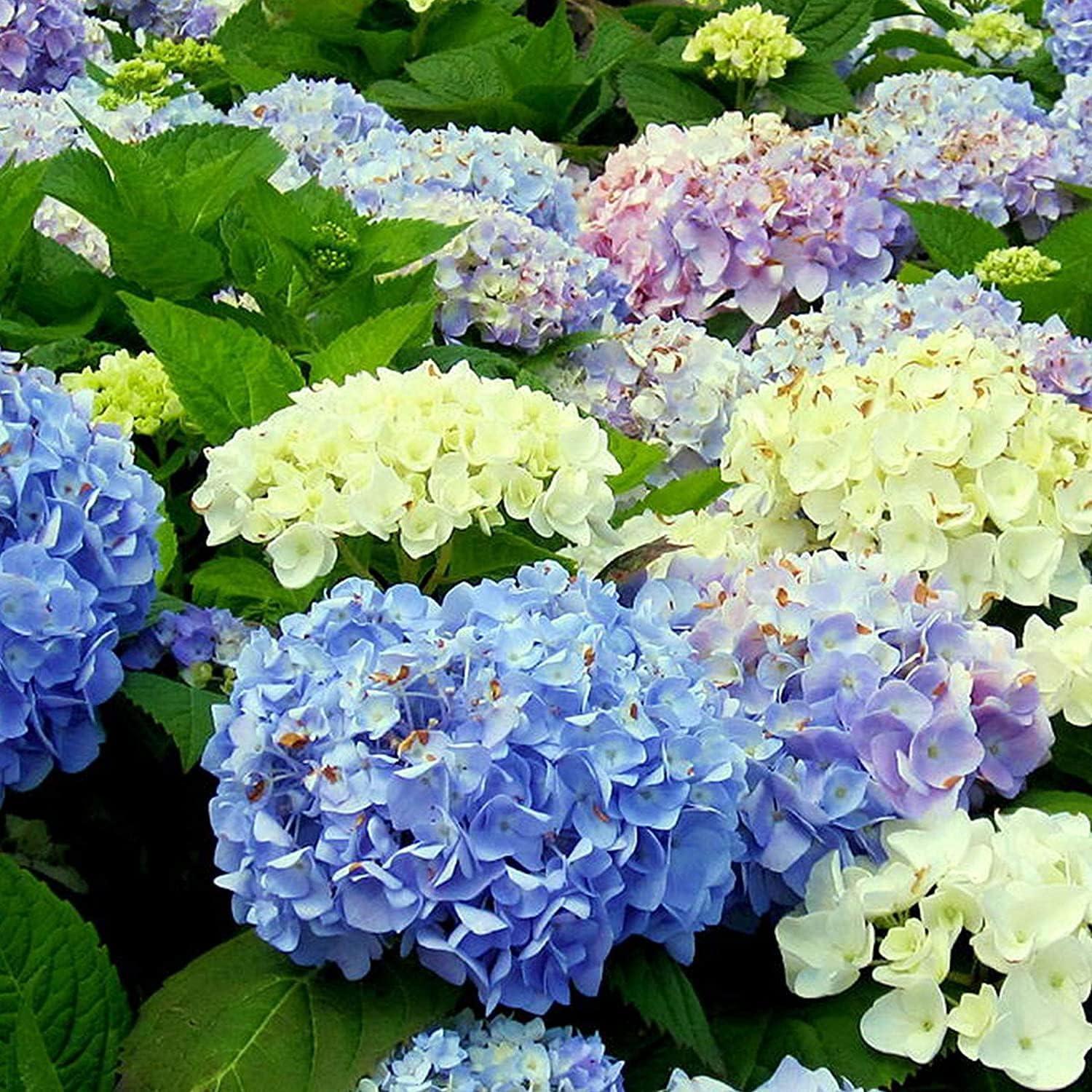 Mixed Hydrangea Flower Seeds prime day up to 50%