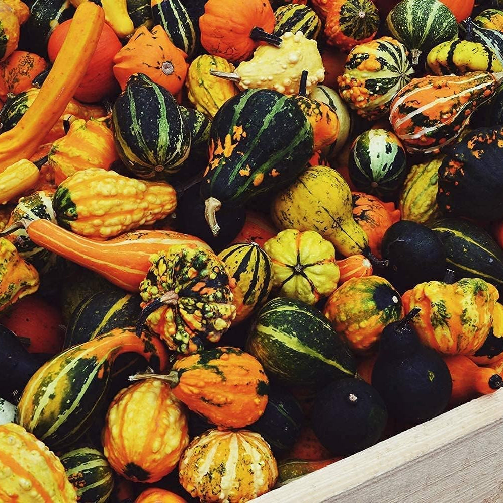 Decorative Pumpkin Mix Seeds up to 50%