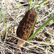 Black Morel Mushroom Spores