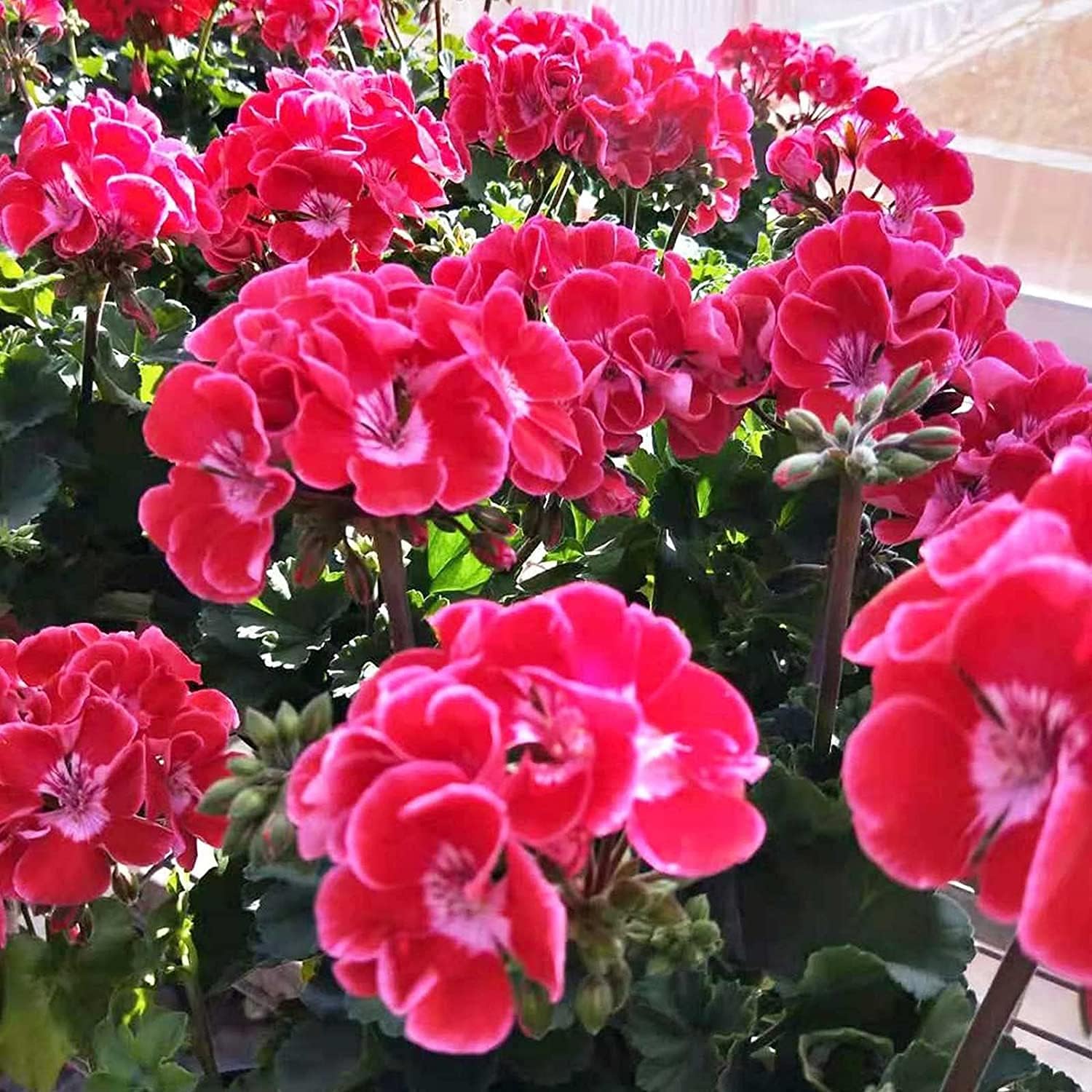 Mixed Geranium Flower Seeds prime day up to 50%