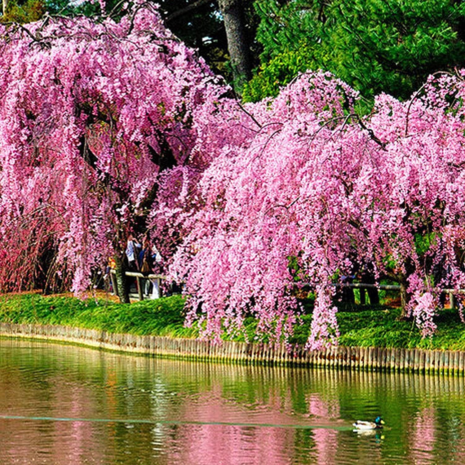 Weeping Cherry Blossom Seeds Up to 50% Off