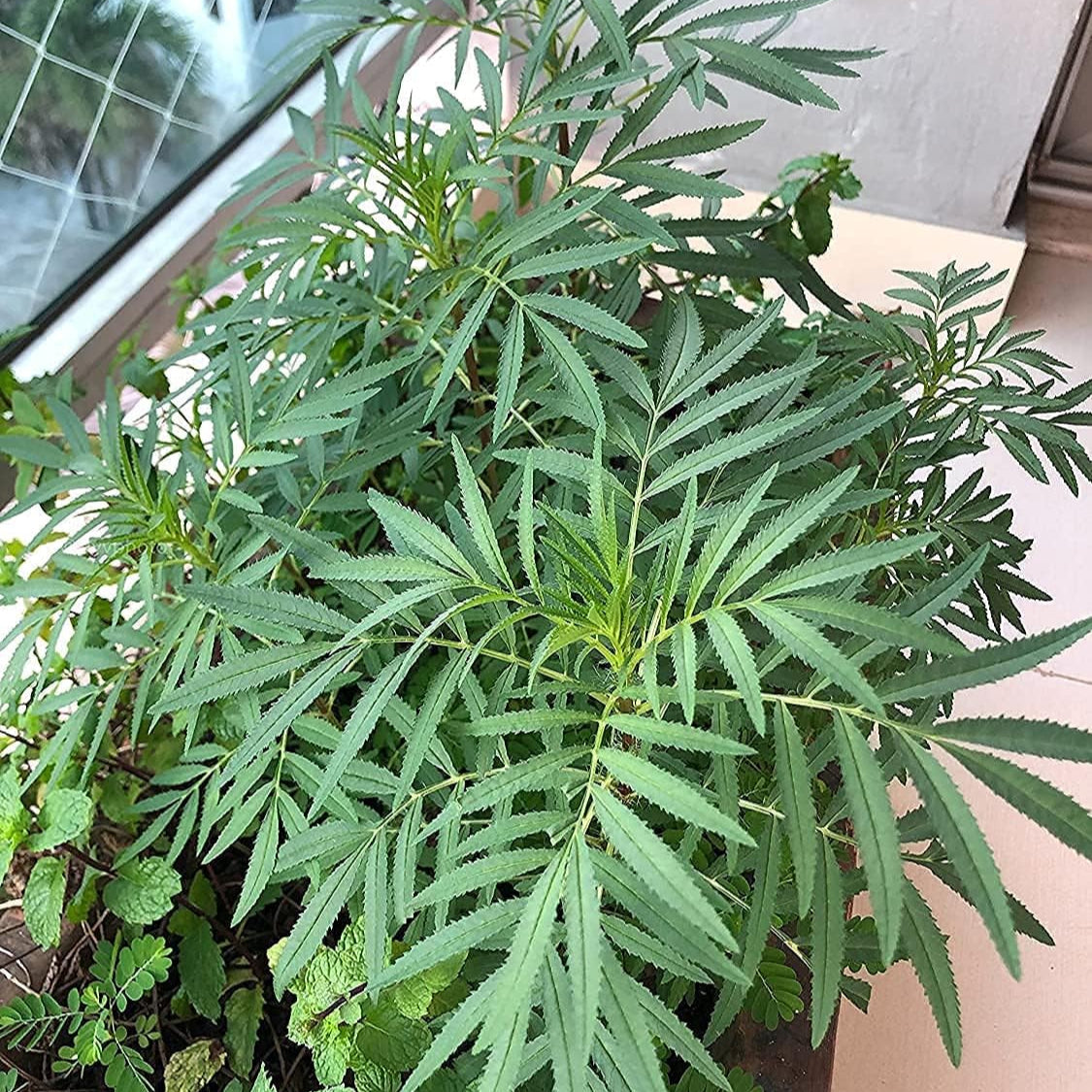 Black Mint Huacatay Seeds Up to 50% Off