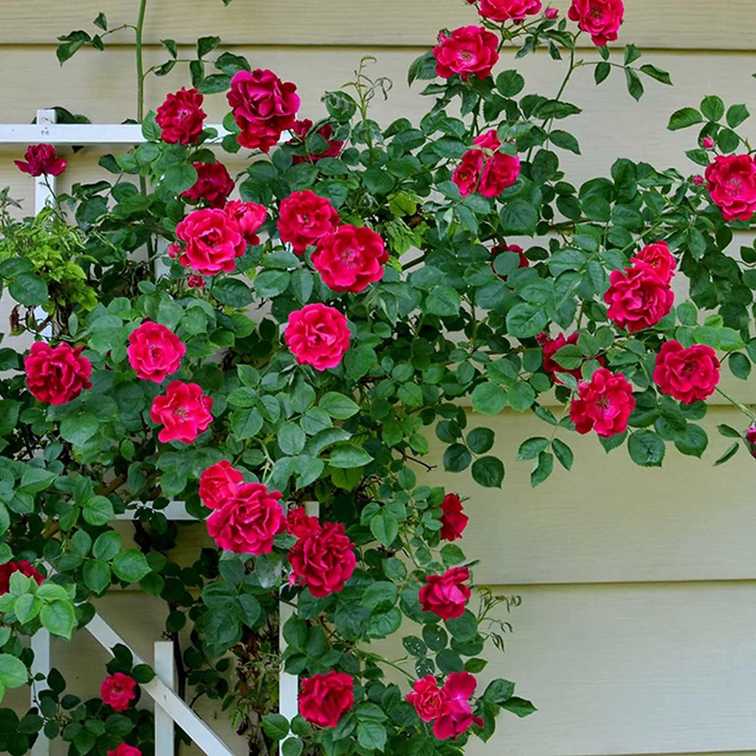 Climbing Rose Flower Seeds up to 50%