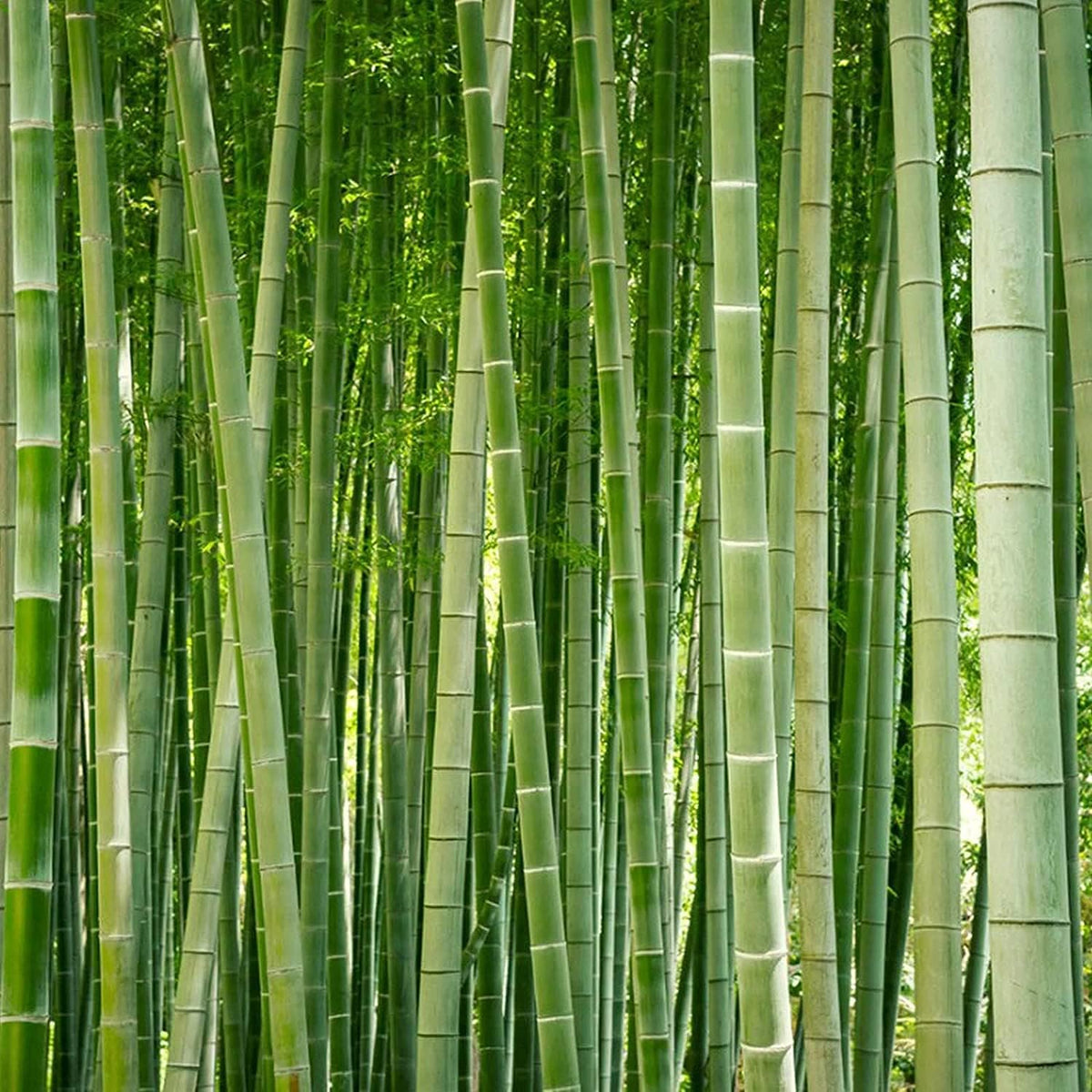 Giant Bamboo Plant Seeds