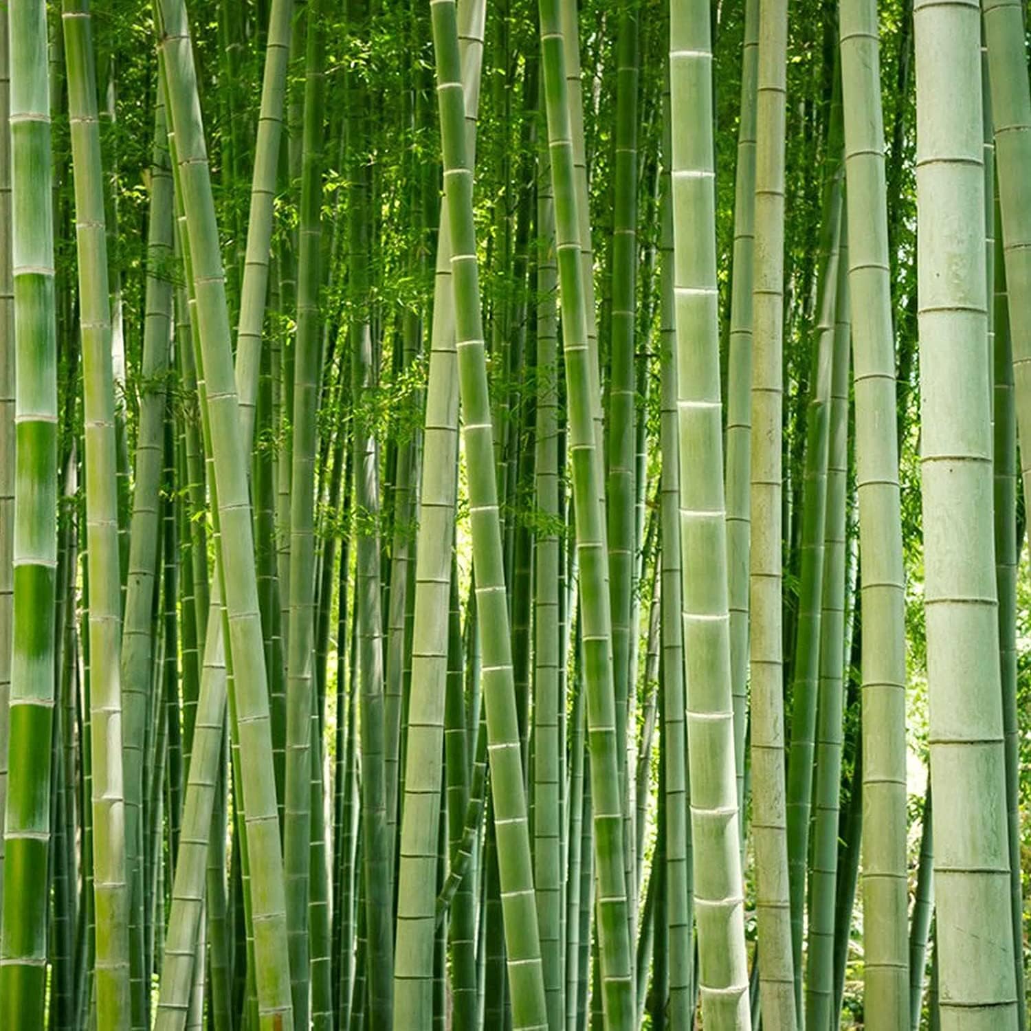 Giant Bamboo Plant Seeds Up to 50% Off