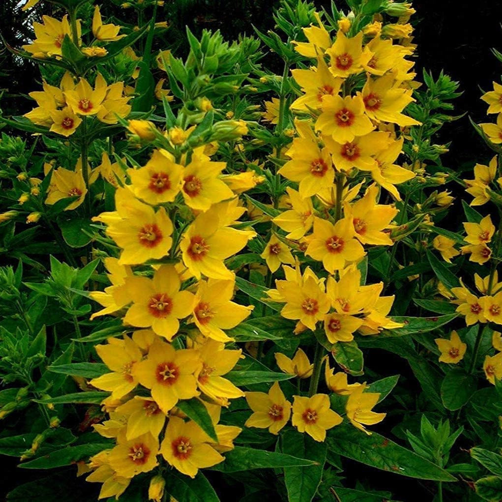 Lysimachia Punctata Seeds – Bright Yellow Perennial Flowers – prime day up to 50%