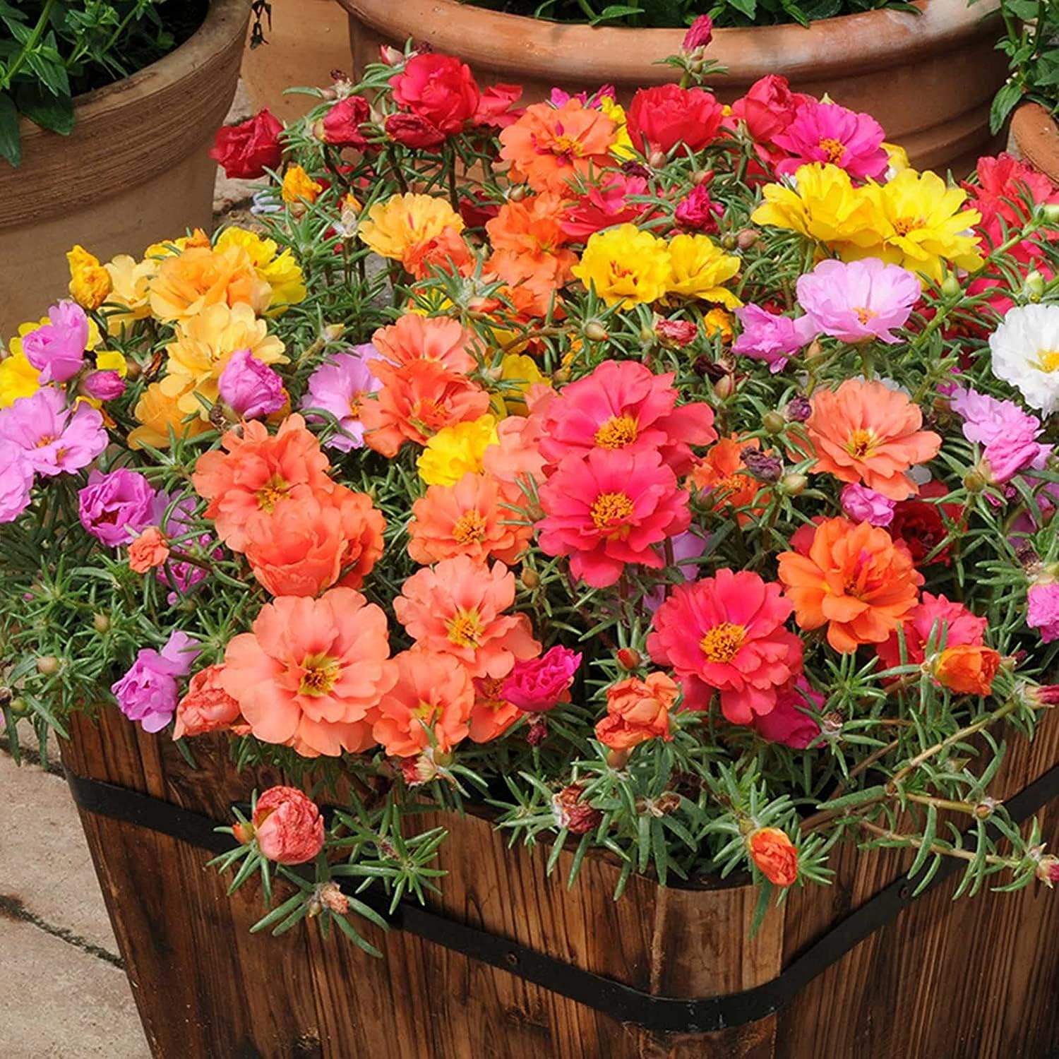 Moss Rose Flower Seeds prime day up to 50%