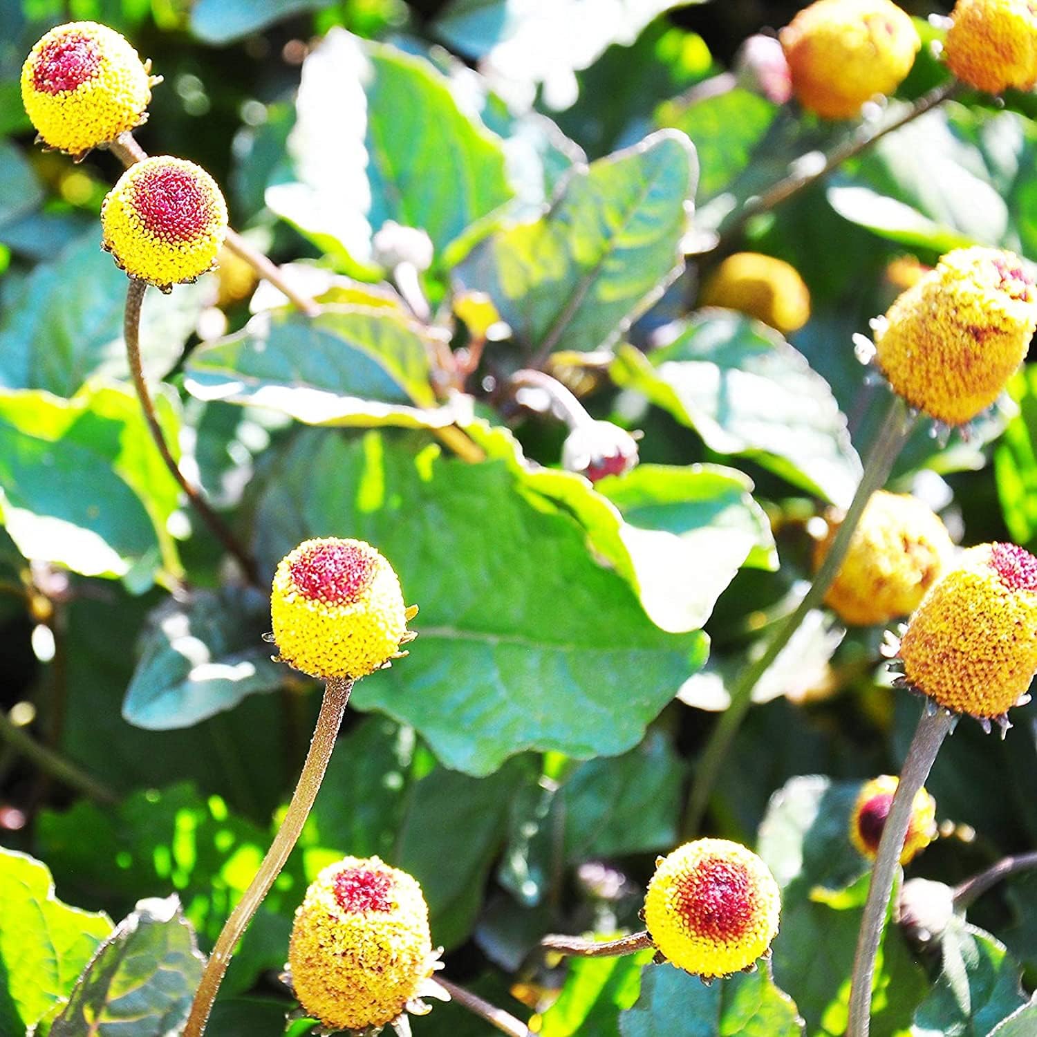 Paracress Seeds – Toothache Plant (Electric Daisy) | prime day up to 50%