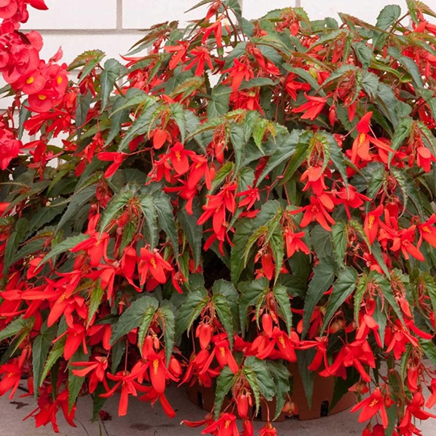 Boliviensis Begonia Santa Cruz Sunset Seeds – Decorative Houseplant | up to 50%