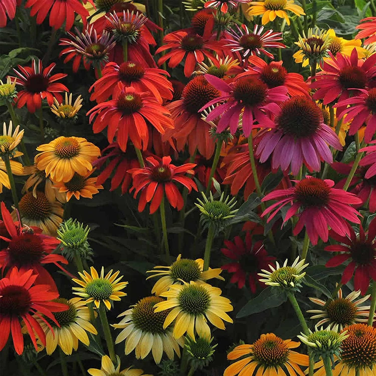 Cheyenne Spirit Echinacea Seeds – Purple Coneflower | Up to 50%