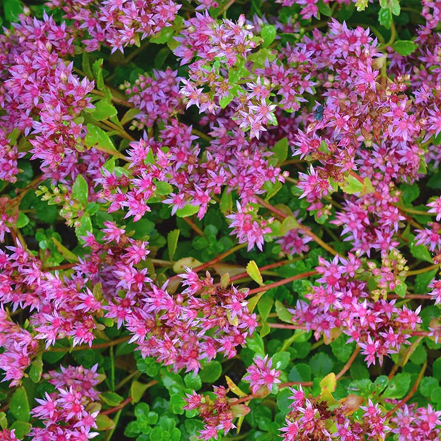 Stevia Rebaudiana Sedum Seeds up to 50% Large Pack · 3000-6000 Seeds