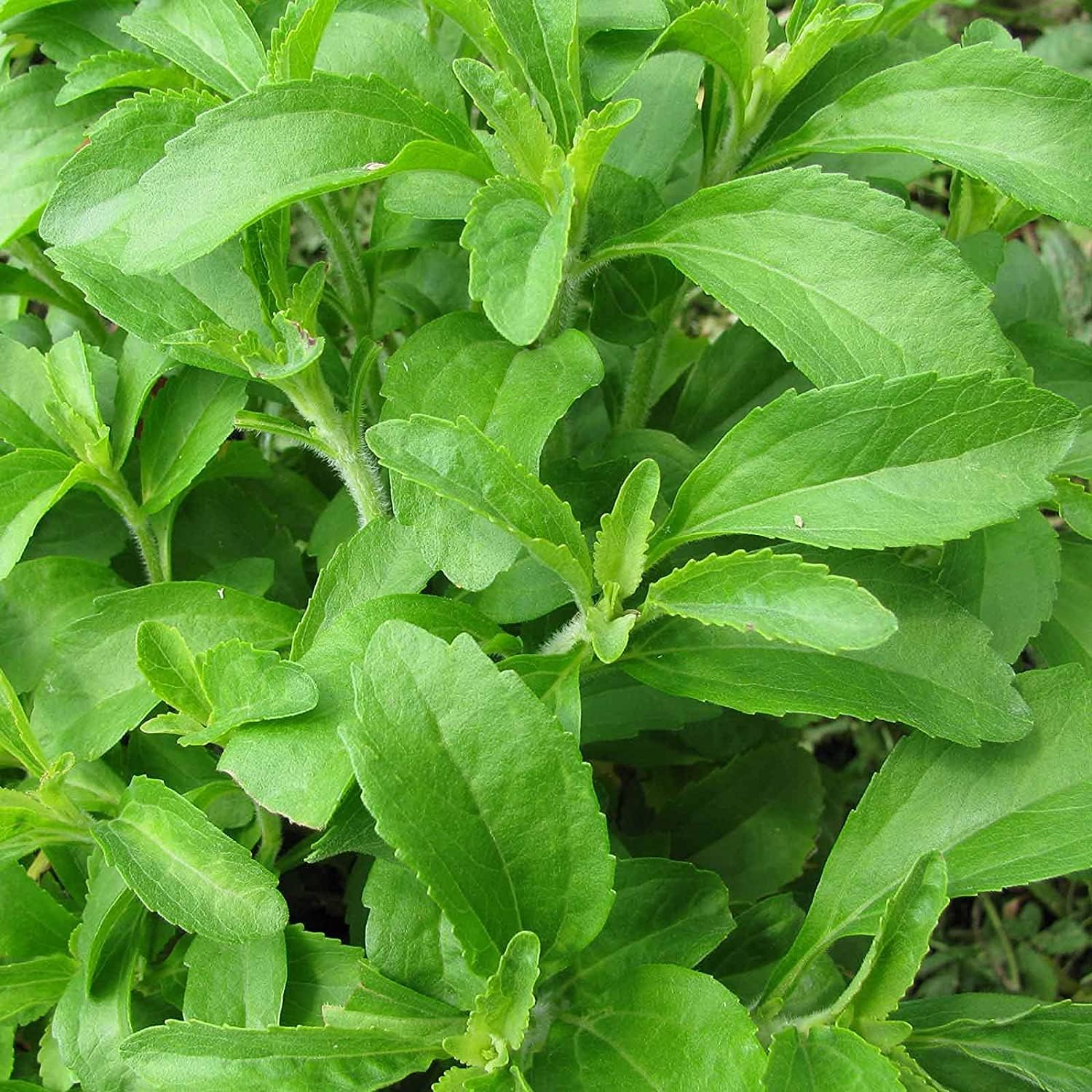 Stevia Sweet Herb Seeds – Non-GMO Heirloom | up to 50%