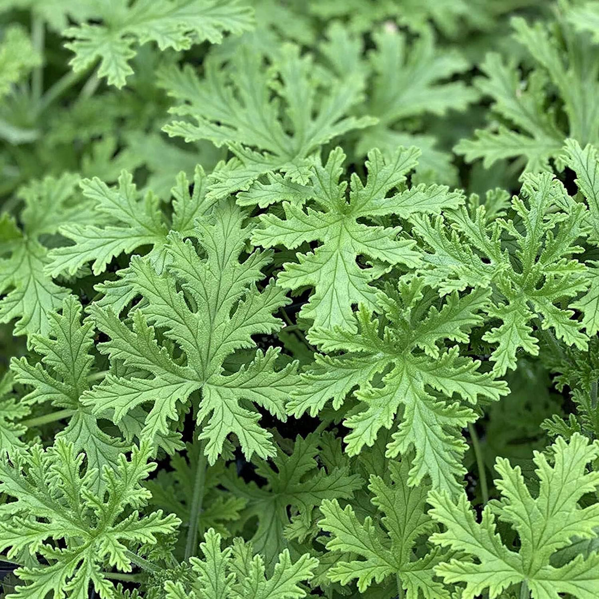 Citronella Plant Seeds