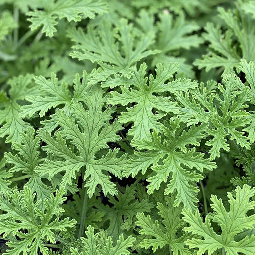 Citronella Plant Seeds