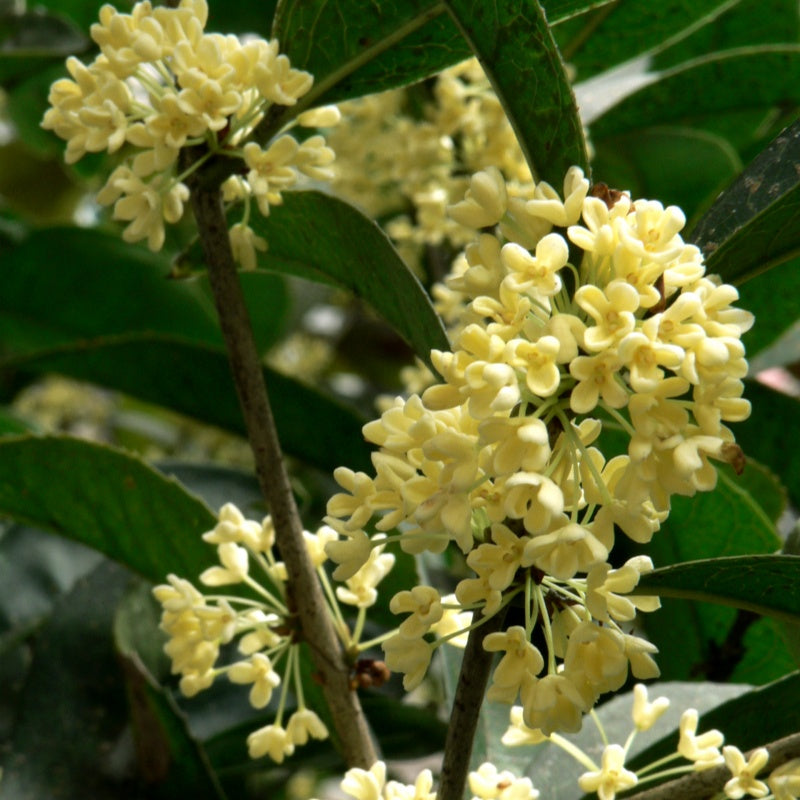 Osmanthus seeds  up to 50%