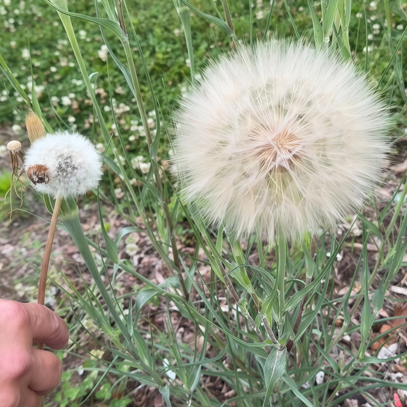 Takhtajaniantha Austriaca(Willd.) Seeds up to 50% Large Pack · 200-1000 Seeds