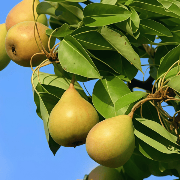 Pear Seeds prime day up to 50%