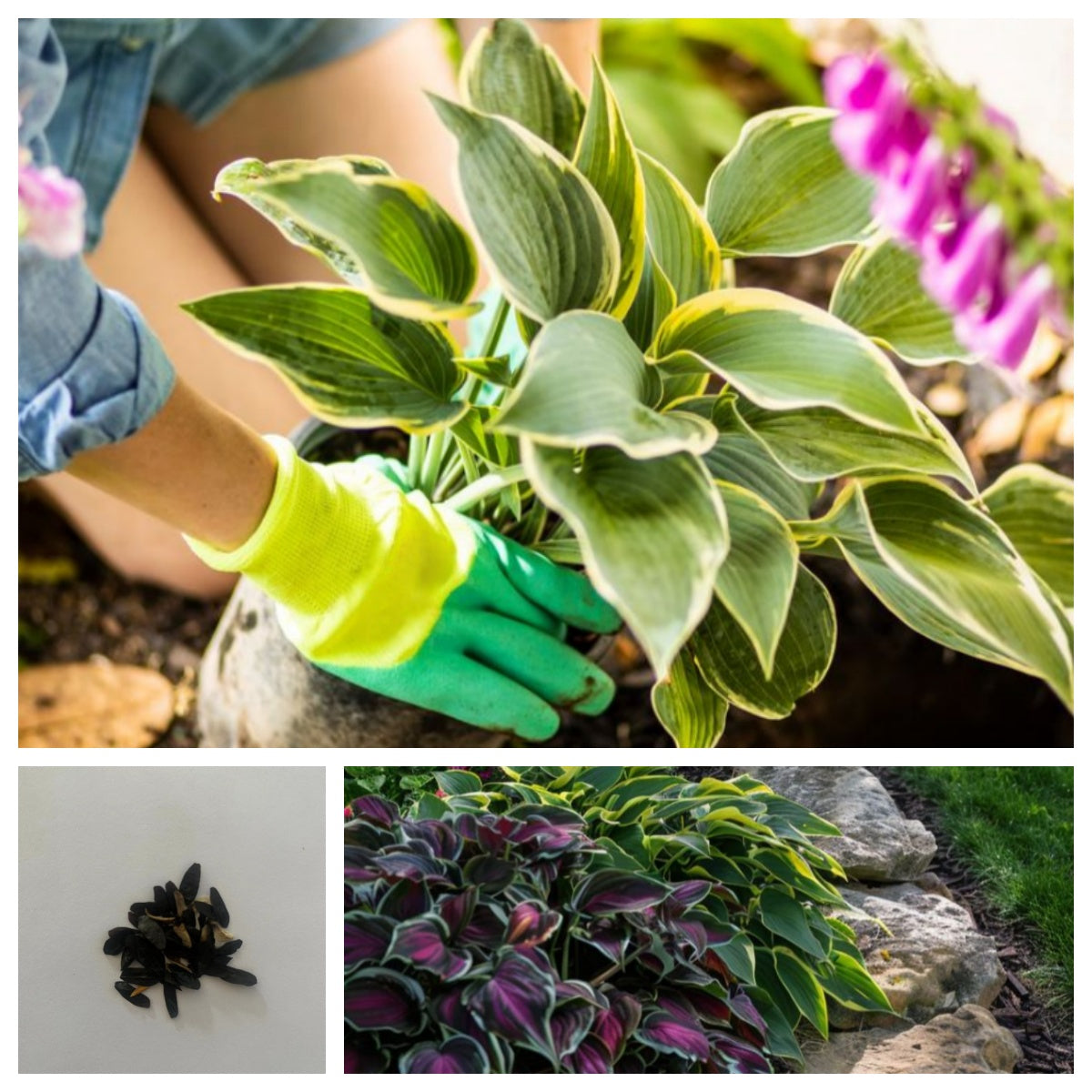 Mixed Hosta Seeds up to 50%