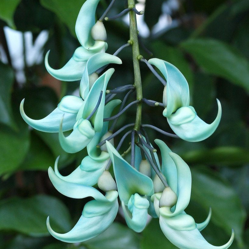 Jade Vine Flower Seeds up to 50%