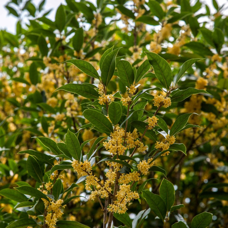 Osmanthus seeds  up to 50%
