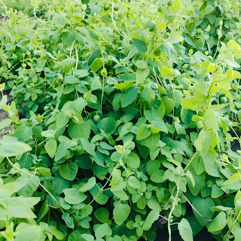 Codonopsis Pilosula (Franch.) Nannf. Seeds - Larger Packet High Germination 800-4000 Onsaleseeds