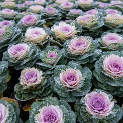 Ornamental Kale Seeds