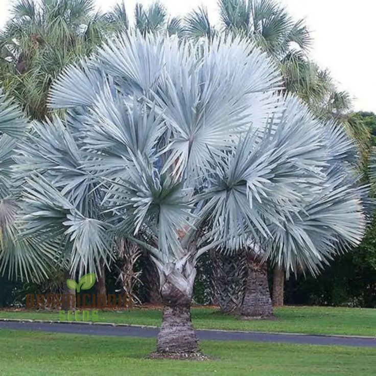 Silver Bismarck Palm Seeds Up to 50% Off