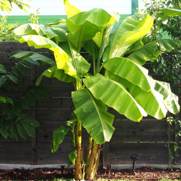 Snow Banana Plant Seeds Up to 50% Off