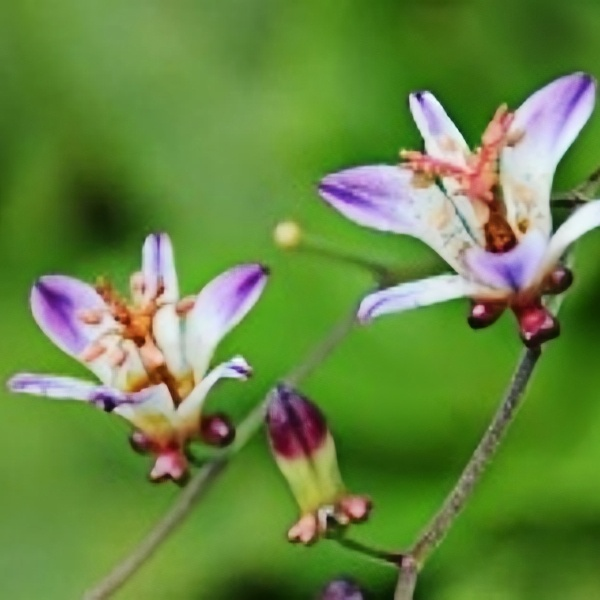 Toad Lily Seeds up to 50%