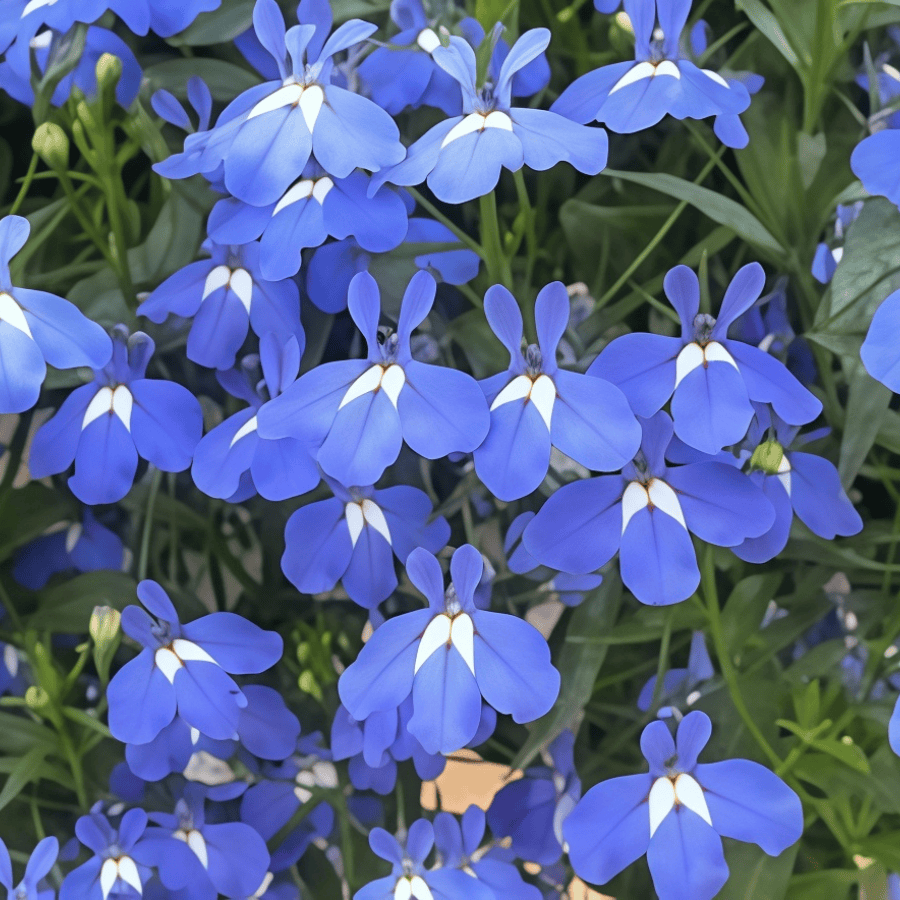 Mixed Flower Seeds up to 50%