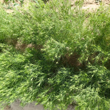 Cumin Seeds