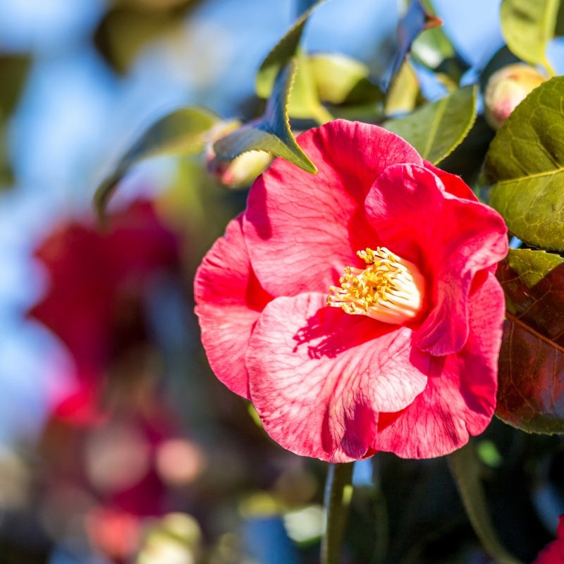 Camellia Seeds up to 50%