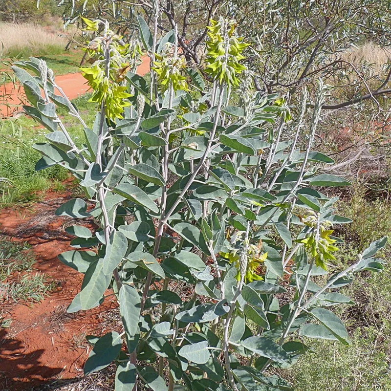 green birdflower plant seeds Green Birdflower up to 50%