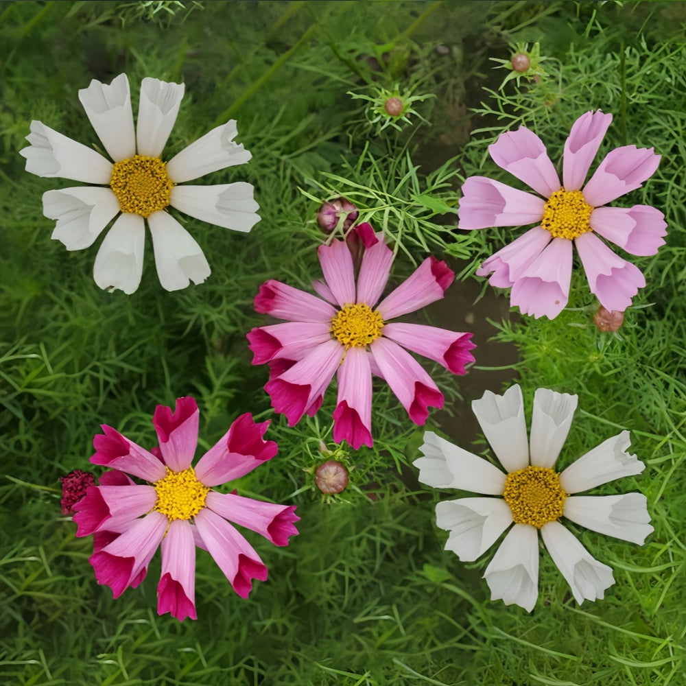 Cosmos Bipinnata Seeds - Tubular Mix Larger Packet High Germination 600-3000 Onsaleseeds