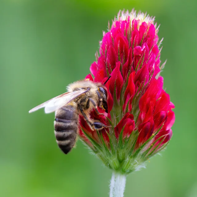 Crimson Clover Seeds up to 50%