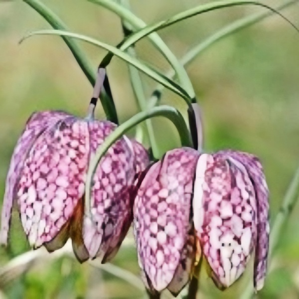 Fritillaria Bicolor Seeds up to 50%