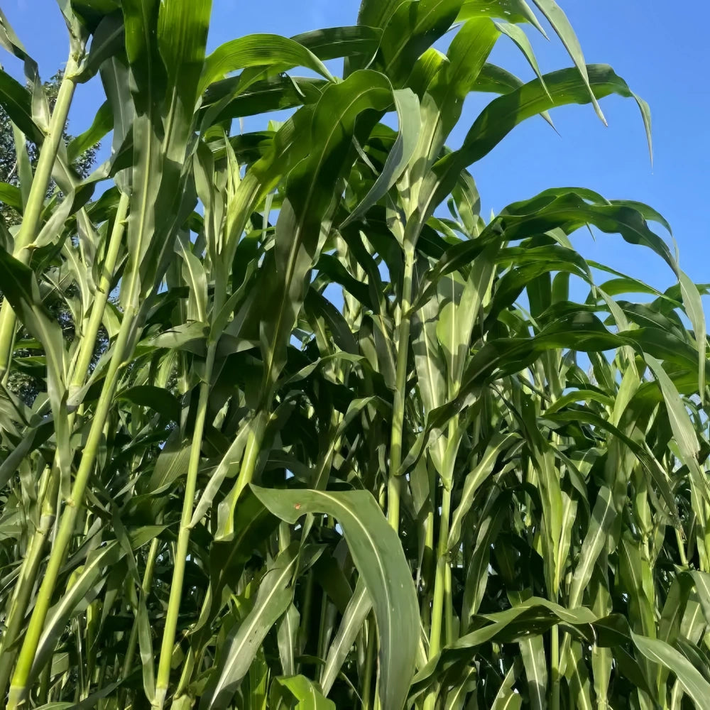 sorghum seeds for planting Sweet Sorghum Seeds | Sorghum Bicolor for Syrup & Forage
