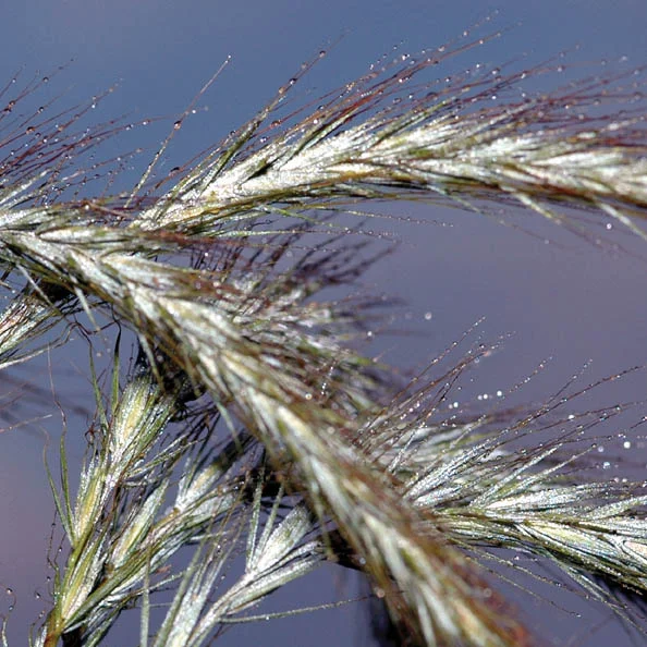 Save Canada Wild Rye Grass Seeds up to 50%