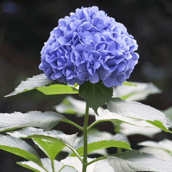 Hydrangea Flower Seeds up to 50%