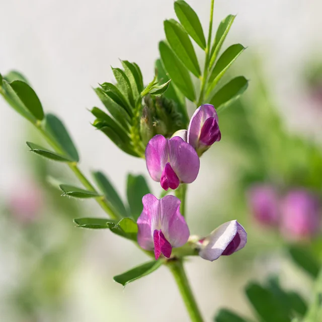 Common Vetch Seeds up to 50%