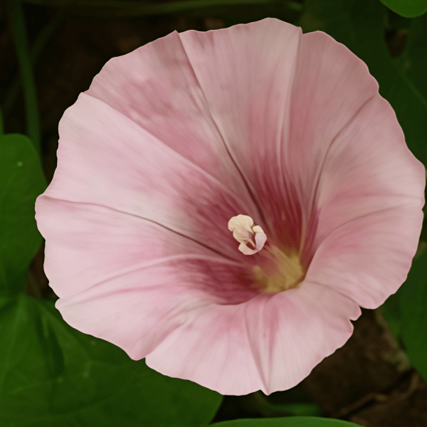 Petumia Hybrida Flower Seeds up to 50% Large Pack · 100000-1000000 Seeds